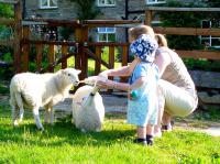 Feeding the lambs
